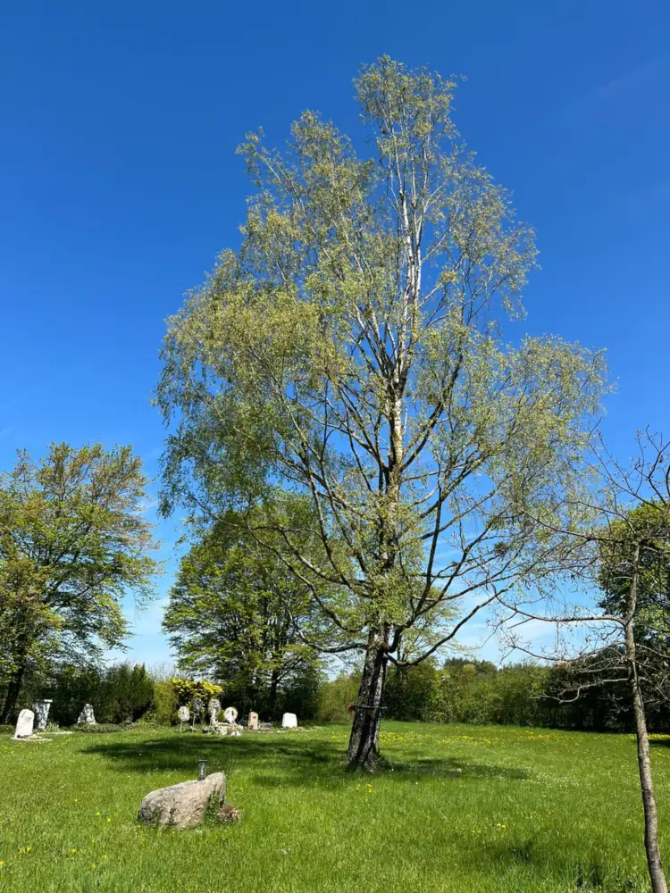 Birke auf einer Wiese als Baumgrab auf dem Friedhof Degerndorf